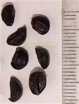  Seeds